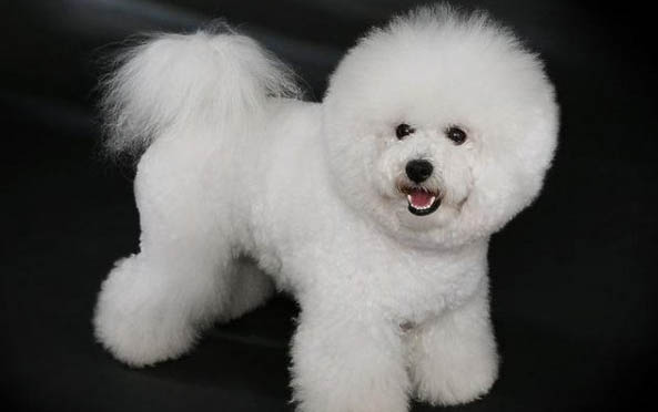 小金毛得了犬瘟能活多久