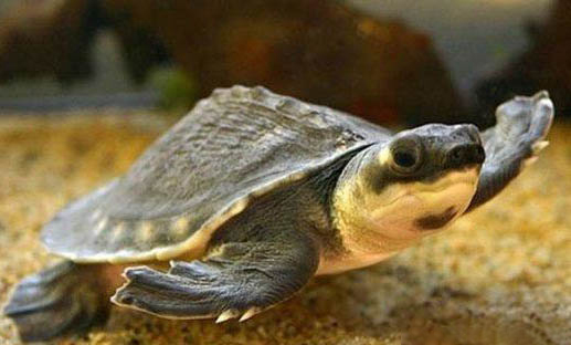 豬鼻龜和鸚鵡魚混養的注意事項