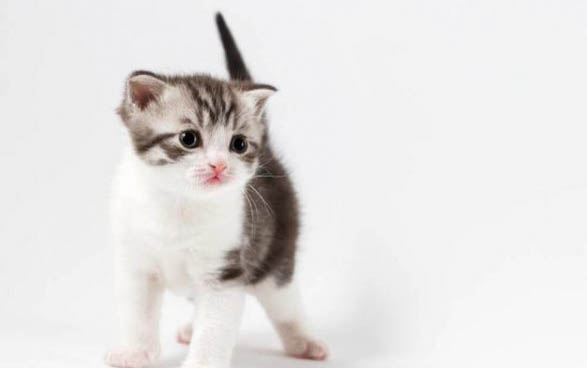 小貓嘔吐了怎么辦