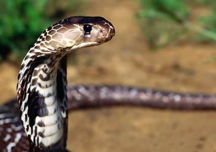 埃及神仙魚好養嗎