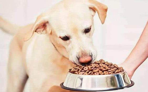 狗狗拉稀是什么原因及處理方法