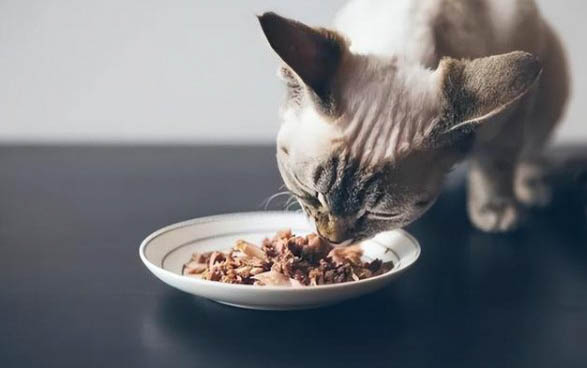 小貓一般多久才到危險期