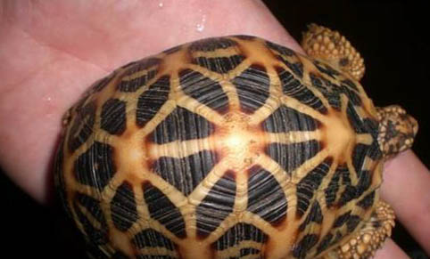 豹紋陸龜公母可以放在一起養(yǎng)嗎