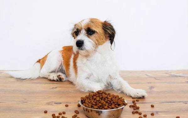 狗狗懷孕幾個月能生小狗