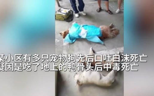 狗狗走幾步就蹲坐原因？是怎么回事