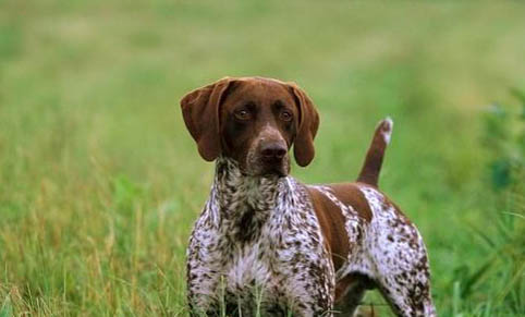 狗狗多久驅(qū)蟲一次合適體內(nèi)體外