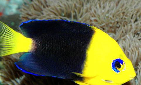 喂七彩神仙魚什么食物