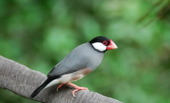 七彩文鳥的壽命一般是多久