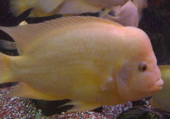 釣魚需要打窩嗎