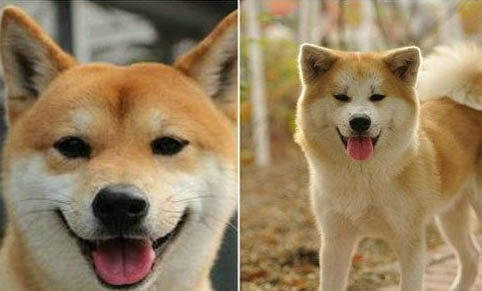 血統(tǒng)純正雄柴犬都吃什么