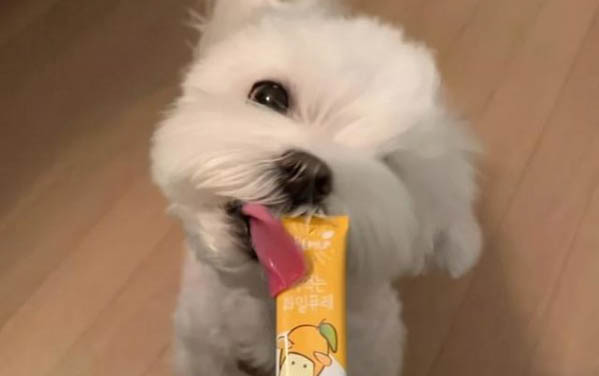 母狗假孕維持多久