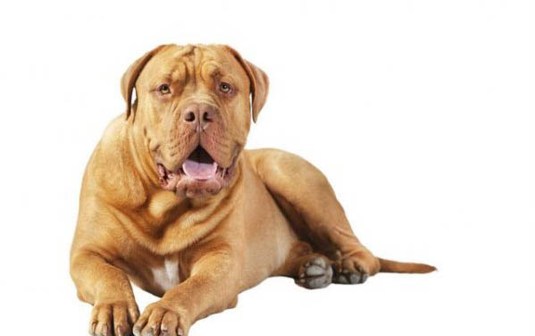 狗狗懷孕需要注意什么