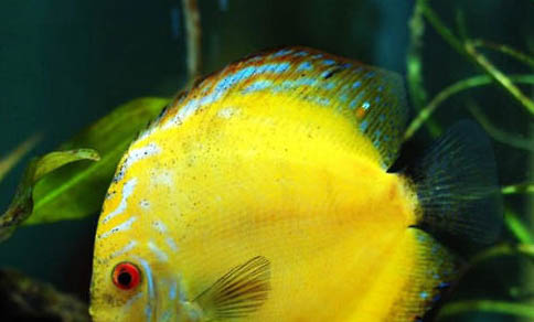 金槍魚有多少種品種