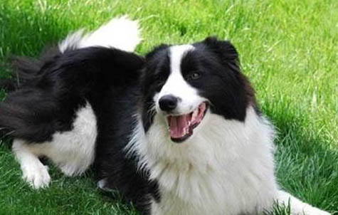 邊境牧羊犬的眼睛看不見東西了