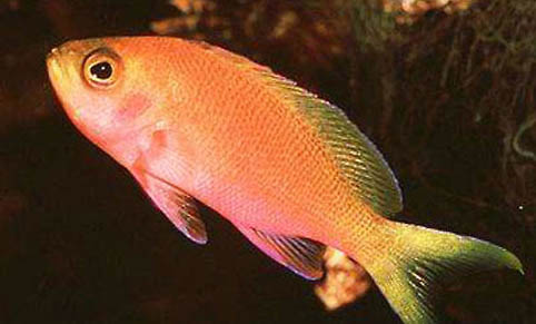 接吻魚還可以和什么魚混養