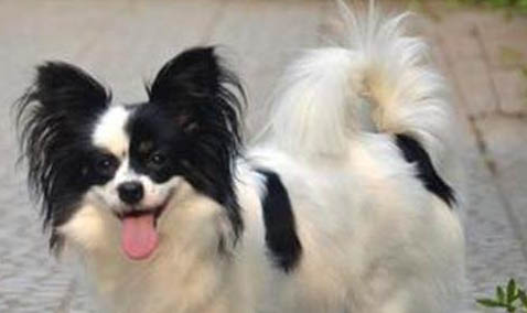 蝴蝶犬的優(yōu)缺點主要有哪些