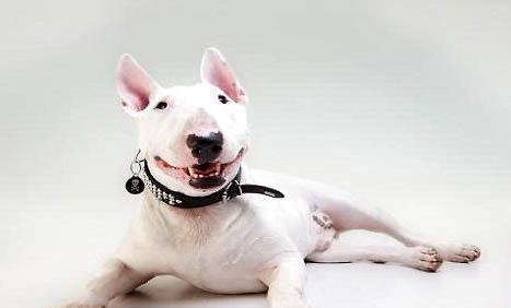 怎么樣讓牛頭梗更強(qiáng)壯?