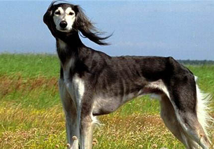 維希拉獵犬口吐白沫的原因及處理方法