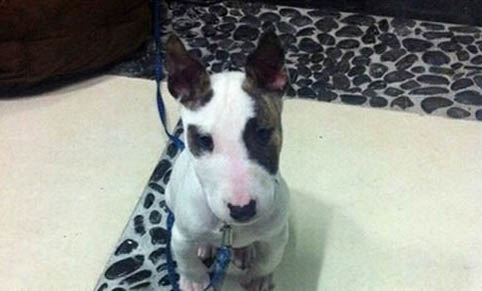 迷你牛頭梗飼養(yǎng)方法