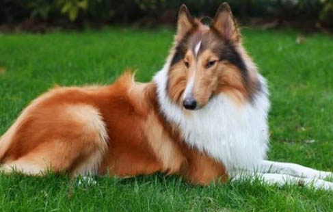 蘇格蘭牧羊犬為什么會口臭