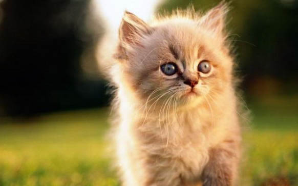 小貓出生多久可以吃貓糧