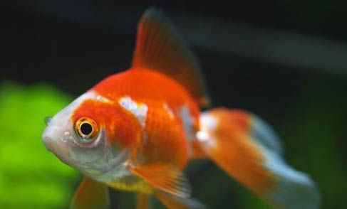 用什么釣草魚最容易上鉤