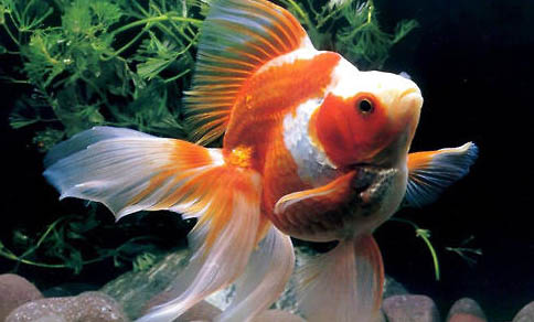 蛋種金魚有哪些品種