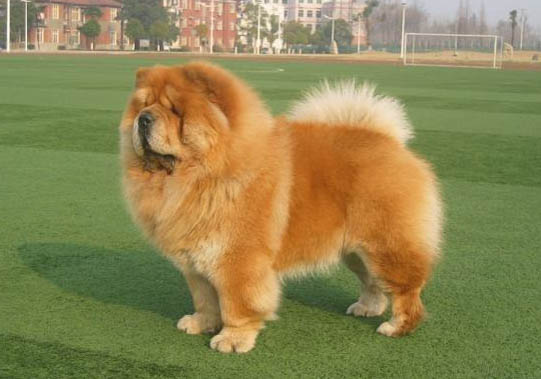 松獅犬有狂犬病毒能活多久