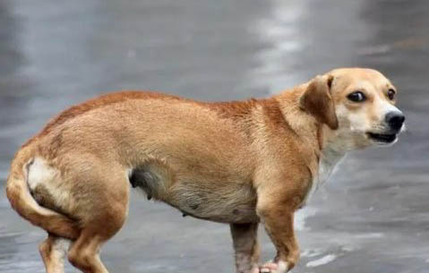 狗狗便秘會有哪些原因