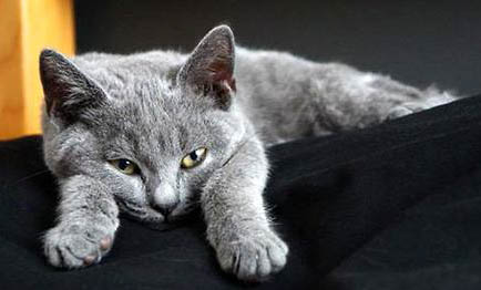 卡爾特貓為什么太瘦了？