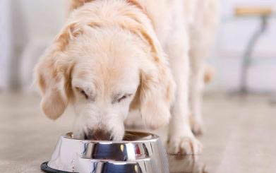 狗狗喘氣急促是犬瘟嗎?