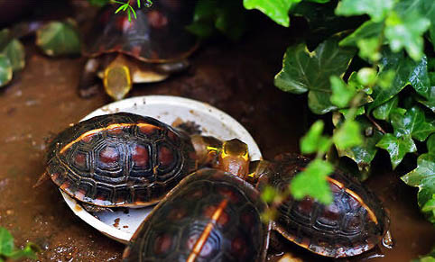 黃緣閉殼龜可以冷水養嗎