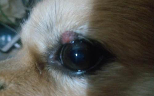 狗狗眼線蟲初期癥狀是什么?