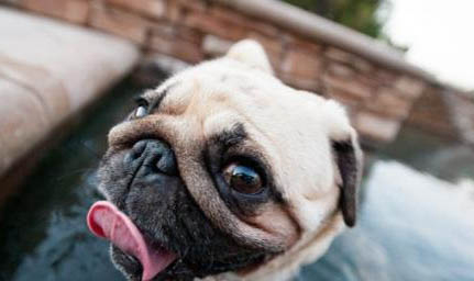 巴哥犬什么時候配種合適呢