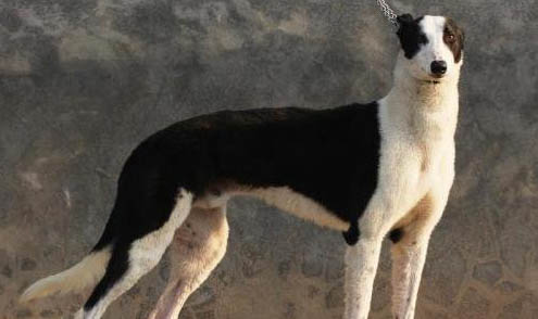 格力犬和靈緹犬區(qū)別