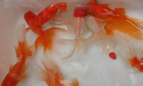 金魚不換水能活多久