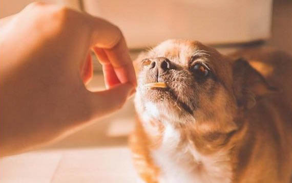 如何才能放心的讓狗狗獨自在家
