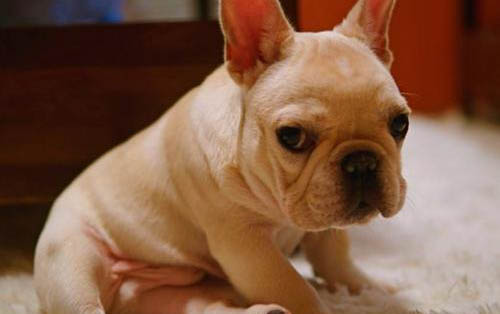 小狗狂犬病潛伏期多久
