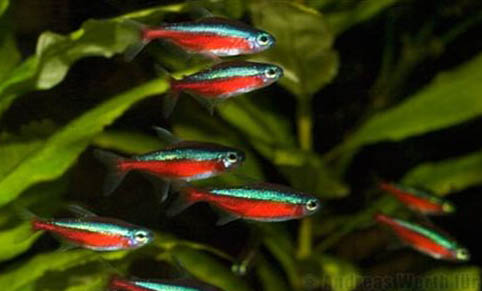 魚缸里面養蝸牛好不好