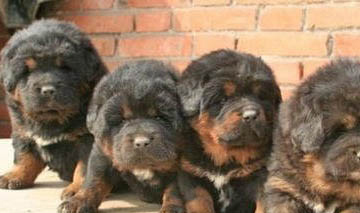 怎樣看藏獒是不是純種