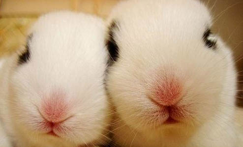 幼兔應該如何喂養