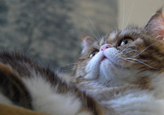 波斯貓感冒咳嗽一般幾天可以好