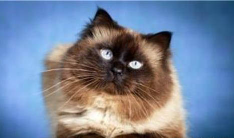 短毛犬都有哪些品種