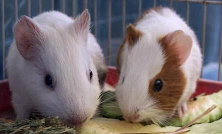 秘魯緞毛天竺鼠的外形特點