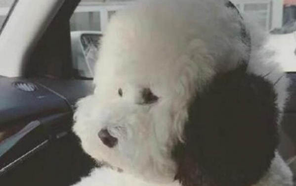 小狗不打針會怎么樣啊