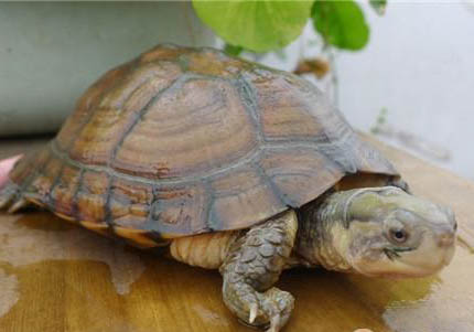 水龜飼養用具之如何選擇龜缸