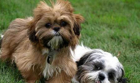 西施犬來月經(jīng)怎么處理方法