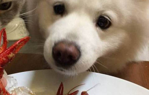 狗狗可以吃海鮮嗎?