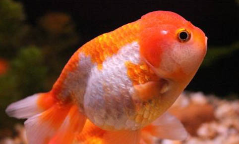 家庭觀賞魚怎么養