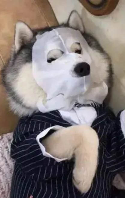 棉花面紗犬哪里有賣